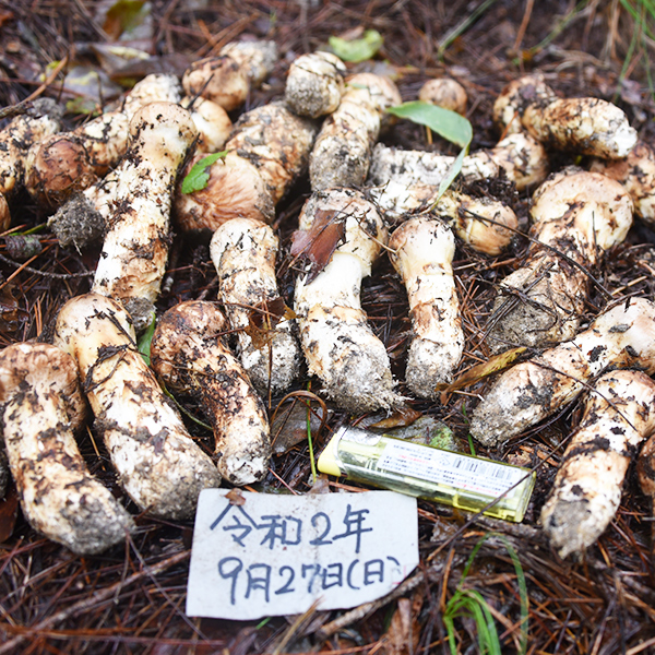 伝説のまつたけを販売｜岩手県北で採取した国産のまつたけを全国発送